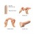 Strap-On-Me Sliding Skin Realistic Dildo - Фаллоимитатор, 14.2 х 4.1 см, (L) (телесный) - sex-shop.ua